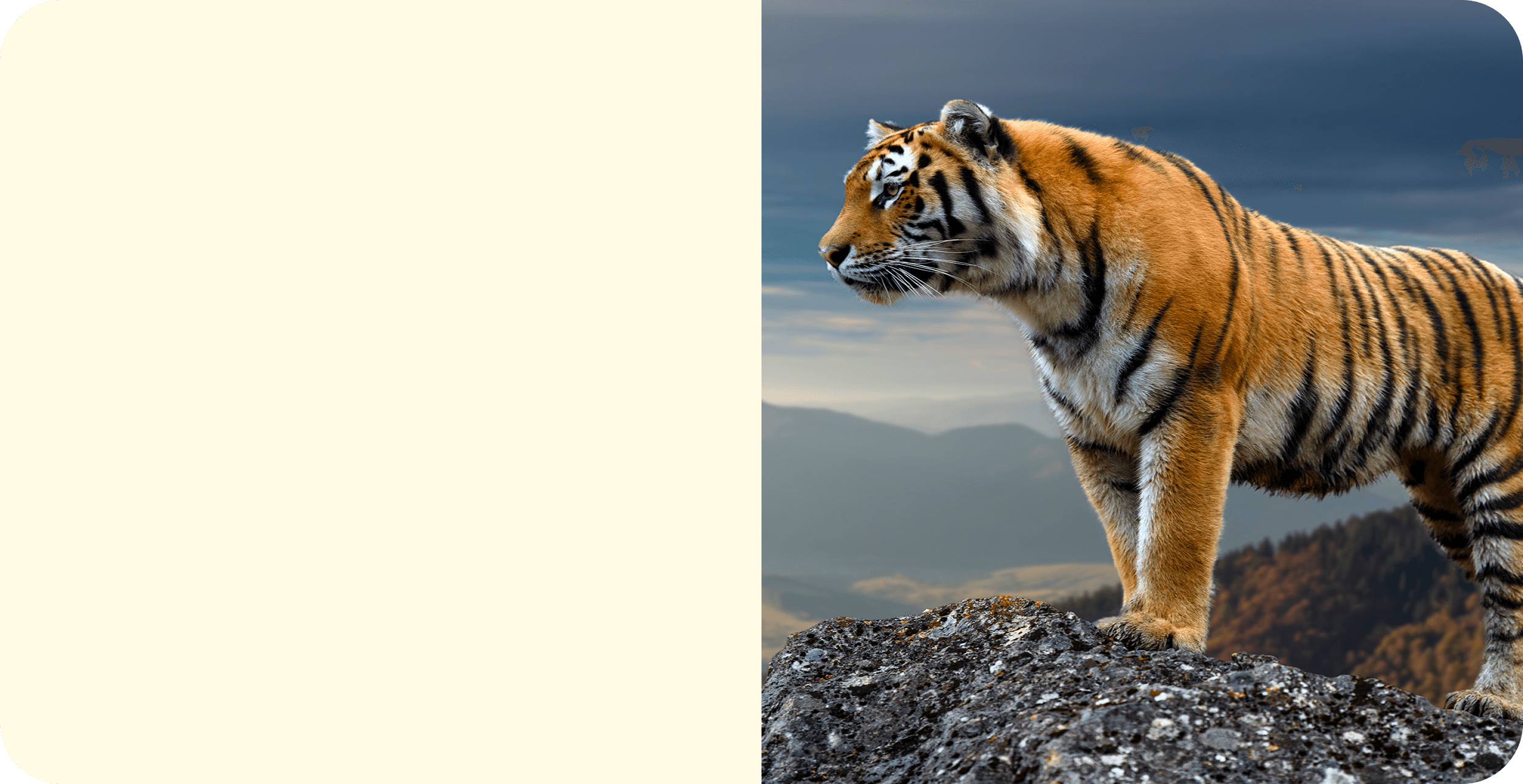 Tiger TIGER GLASS PLUS VERRE TREMPE RECYCLE XIAOMI REDMI 13C sur